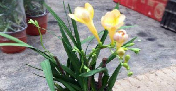 家庭养香雪兰，做个美丽的植物爱好者（一步步教你如何栽培香雪兰）