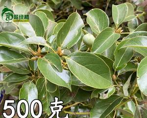 了解香叶（探索香叶的药用价值及栽培技巧）