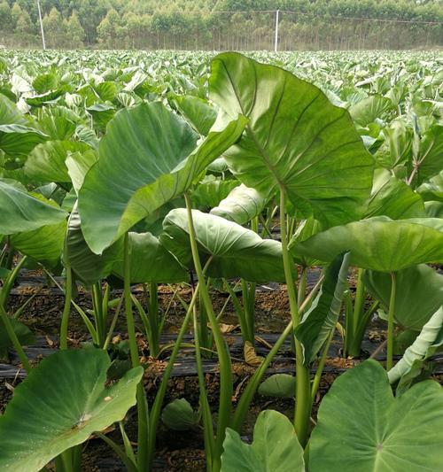 香芋成熟的时间及注意事项（如何判断香芋成熟）