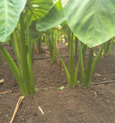 教你如何挑选好吃的香芋（从外观、气味、口感等多个方面出发）