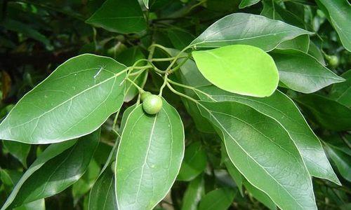 香樟果实的营养与食用方法（香樟果实能吃吗）
