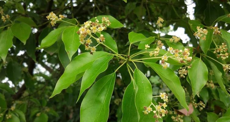 探秘香樟开花之谜（香樟花期）