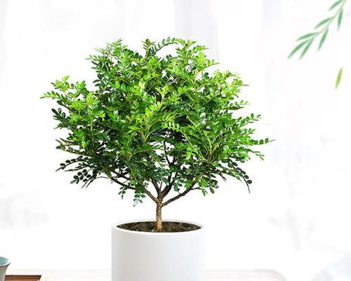 香樟盆景室内养护指南（适合在室内种植的香樟盆景）