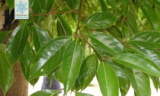 保护香樟，呵护自然（探究香樟的重要性与保护措施）