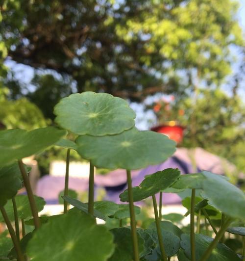 揭秘香樟树的真面目（一场关于“草本植物”的误解）