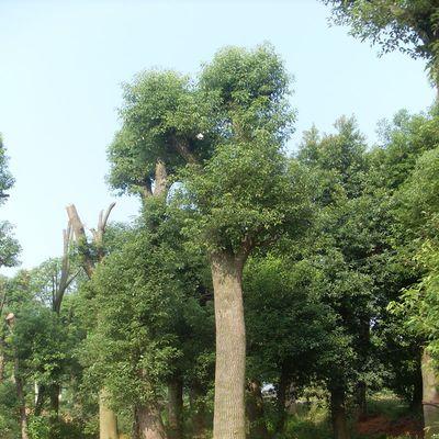 香樟树的落叶性质剖析（探寻香樟树的叶子生长周期及其特征）