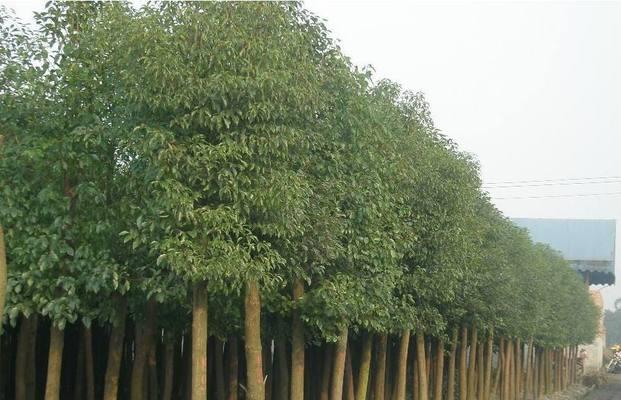 探秘香樟树——中国哪个城市的市树是香樟树（深度挖掘香樟树的故事）