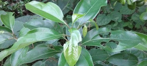 香樟树叶，天然有机肥料的新选择（从自然中获取营养）