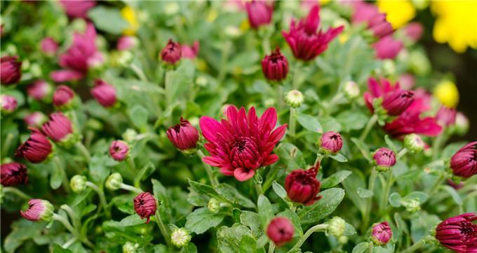 湘潭市花——菊花的象征与寓意（揭秘湖南“花城”市花）
