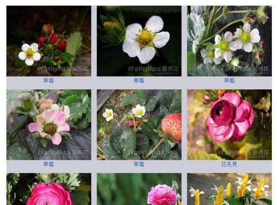 橡皮树的花期与养护（多久开花一次）