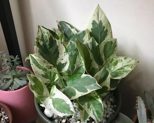 橡皮树开花的周期与特点（探秘橡皮树开花的秘密）