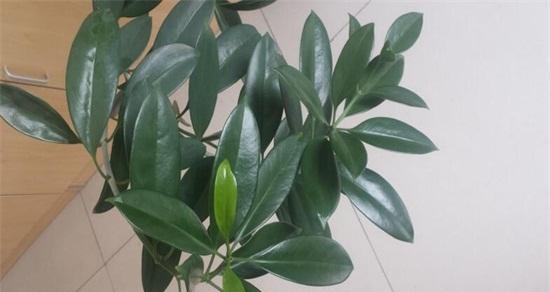 探秘橡皮树开花奥秘（了解橡皮树开花时间及花朵特征）