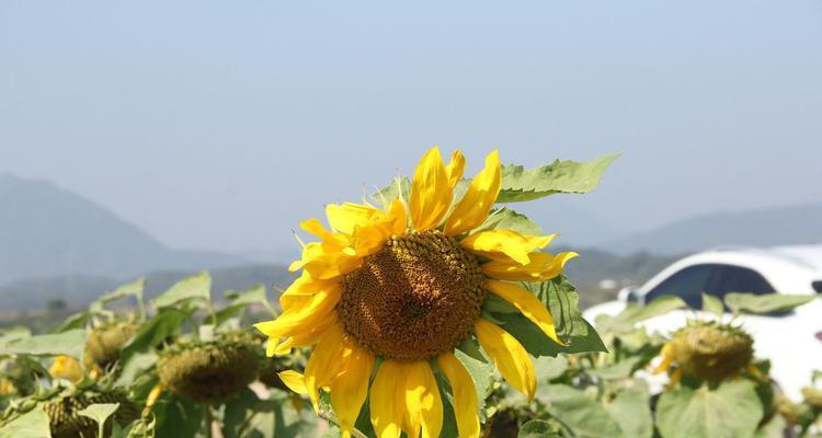向日葵在冬天是否容易冻死（探究向日葵的耐寒能力与保护措施）