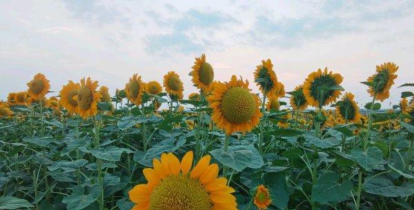 向日葵收获季节（夏季的最爱——向日葵）