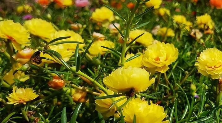 向日葵开花结果的时间（春季栽种）