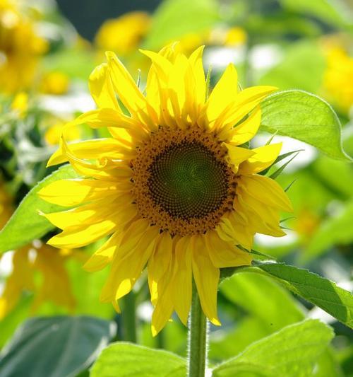 探秘向日葵的生长季节（从种子到开花）