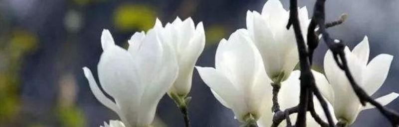 《玉兰花的花语和传说》（盛开于寒冷岁月里的坚韧与美丽）