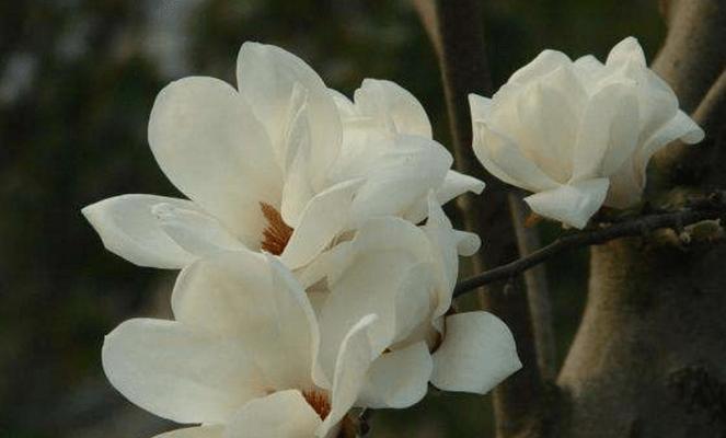 玉兰花的寓意与象征（探寻玉兰花的内涵及其在文化中的重要性）