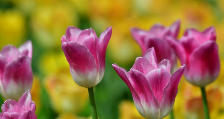 郁金香的象征意义及其文化价值（郁金香花语）
