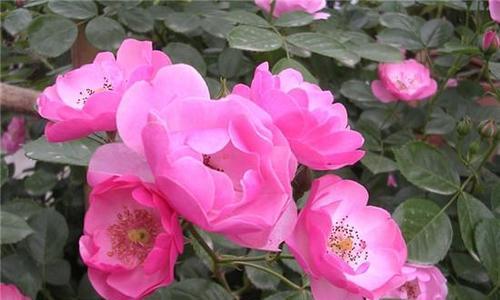 探寻月季花的花语和寓意（解读月季花的象征和内涵）