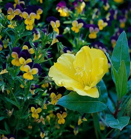 月见草的花语与传说（传承千年的花语传说与文化意义）