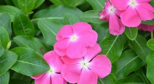 长春花花语之美——探索花语的深意（揭秘长春花的神秘语言）