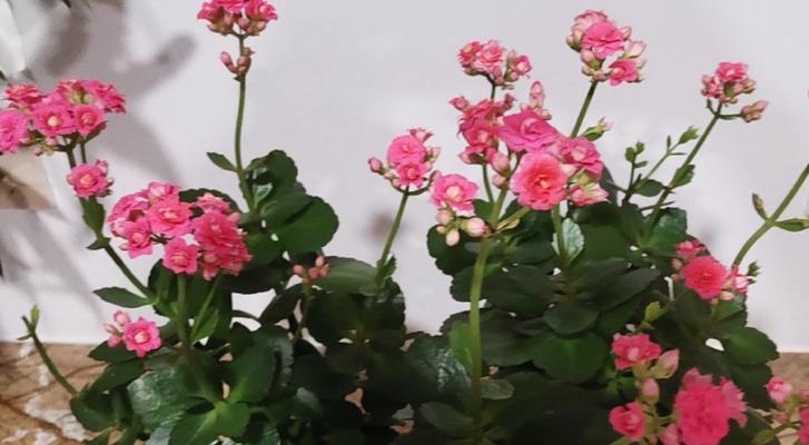 粉色长寿花的花语与意义（探索粉色长寿花所代表的情感与寓意）
