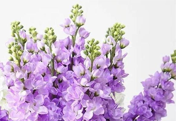 紫罗兰花语（以紫罗兰为媒介）