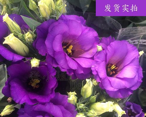紫色洋桔梗花语与寓意（深紫色洋桔梗的独特魅力与象征意义）