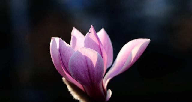 紫色玉兰花（揭开紫色玉兰花的寓意与象征之谜）