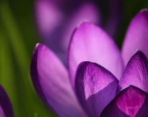 紫色郁金香（花开富贵）