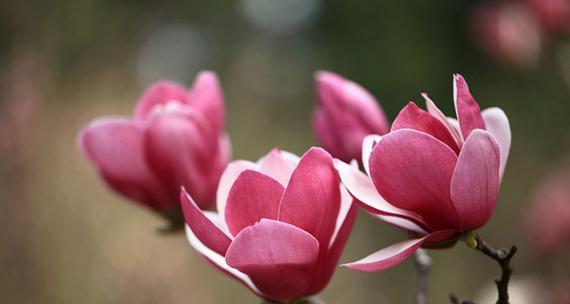 紫玉兰花语的深意（探索紫玉兰花所传达的情感和象征意义）