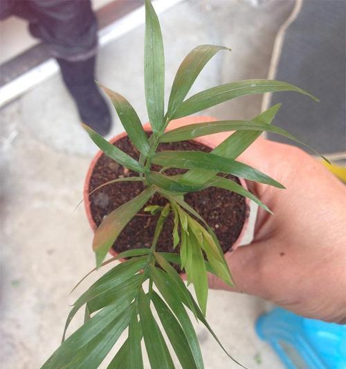 探寻富贵椰子的文化寓意（探索传统富贵椰子的象征意义与现代诠释）
