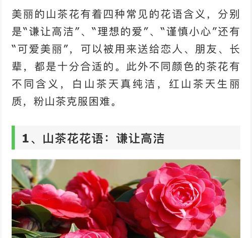花环菊的花语与传说（探索花环菊的神秘花语及其与传说的关系）