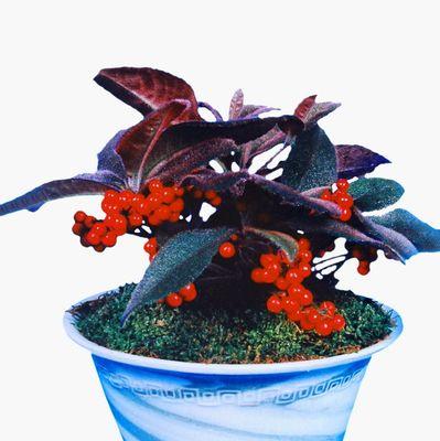 虎舌红养殖指南（从选种到养护）