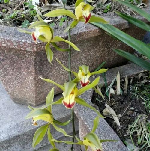 虎头兰的香味究竟如何（从香味成分到种植技巧）