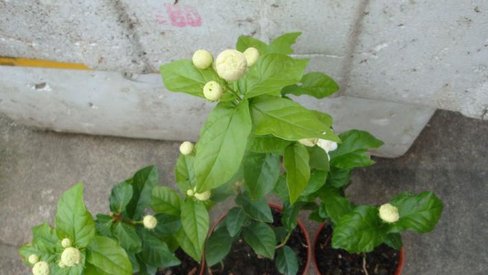 虎头茉莉开花时间及花期——探究其花朵奥秘