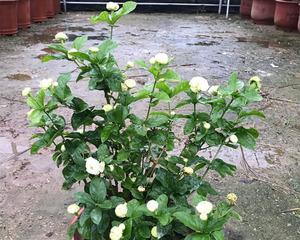 如何用正确的土壤养好虎头茉莉（虎头茉莉养护全指南）