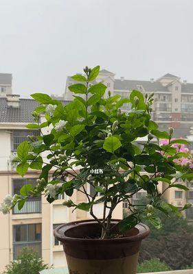 虎头茉莉修剪方法（打造完美的虎头茉莉花园）