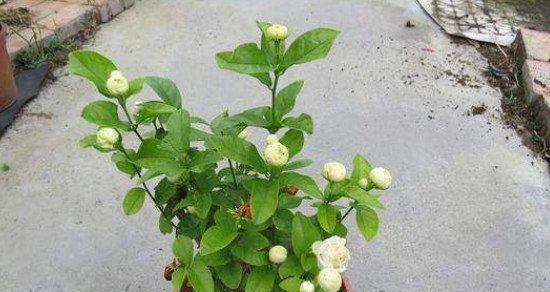 虎头茉莉的养殖方法（打造清新芬芳的家居绿植）