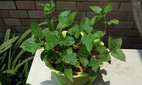 虎头茉莉种子的种植方法