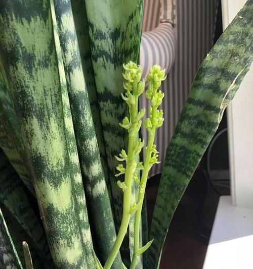 如何正确分株虎尾兰（虎尾兰分株的时间和方法）