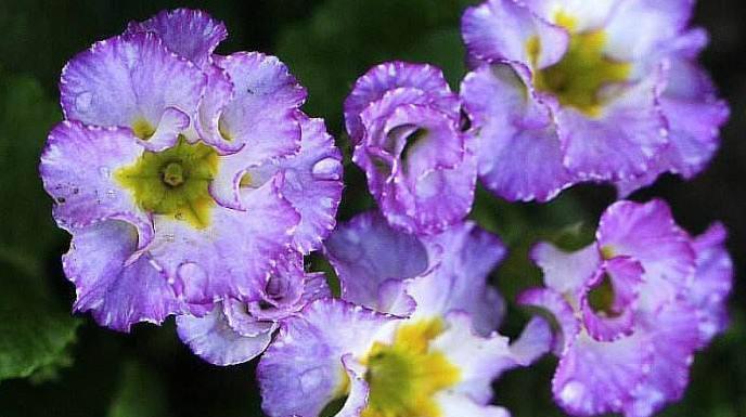 樱花草的花语（樱花草的花语及其象征意义）