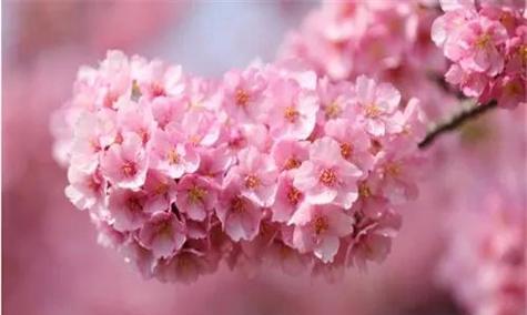 樱花的花语与象征意义（探寻樱花的浪漫与纯粹）