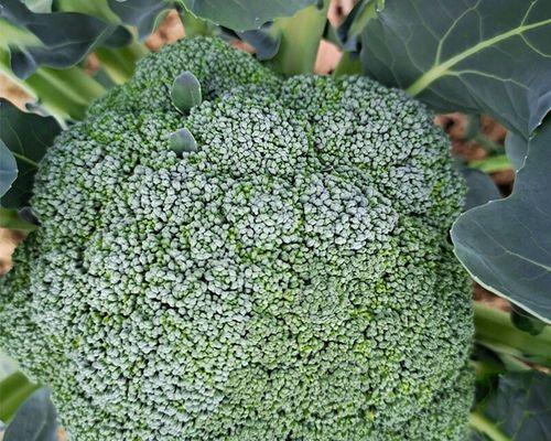 花菜种子的来源与生长过程（探究花菜种子的成长之路）