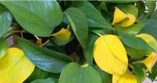 花草叶子发黄怎么办（15个方法让你的花草重拾翠绿）