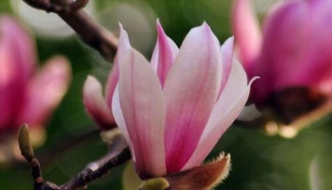 玉兰花的象征与寓意（探寻玉兰花的美与哲思）