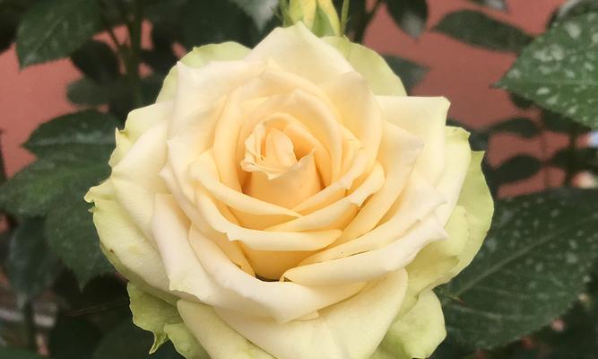 花宫娜月季的优缺点（了解花宫娜月季）