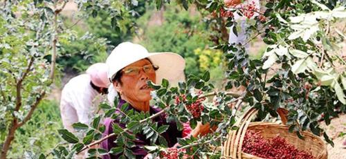 花椒采摘时间和收获季节详解（了解花椒收获季节）