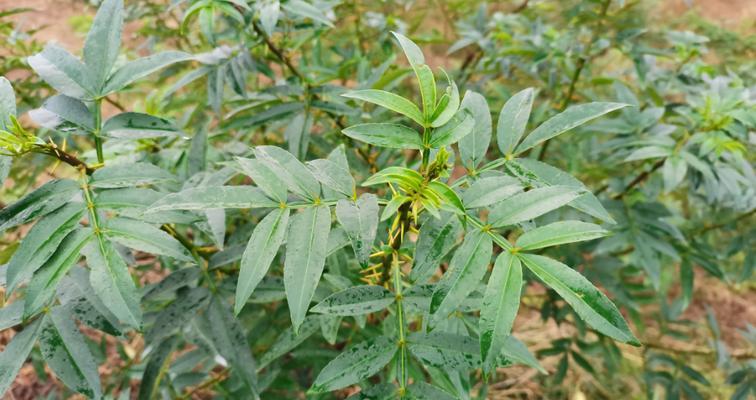 花椒林套种——打造生态多样化农业（实现可持续发展与资源优化利用）
